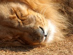 Lion Dreams