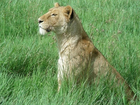 Lioness - hunting, alert, grass, lioness