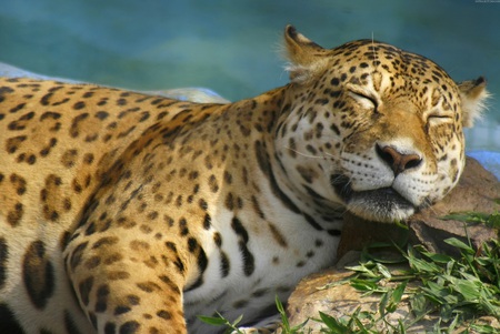 Leopard Lullaby - sleep, spots, leopard, cat