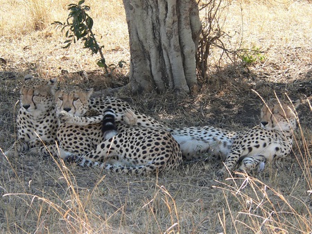 Cheetah Family - cheetah, shade, cats, spots