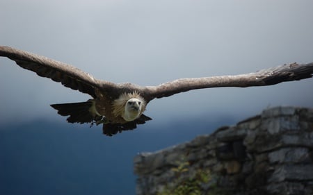 Majestic - soaring, eagle, animals, bired, beautiful, fog, majestic, mountains