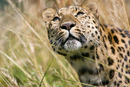 Watching - leopard, watching, grass, cat