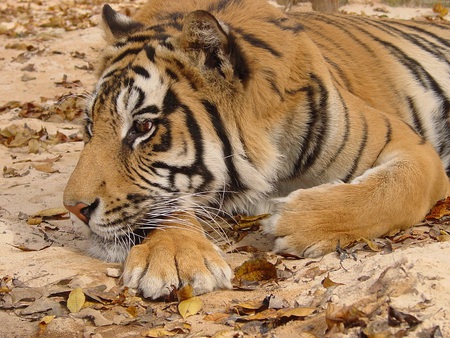 Tiger - resting, tiger, cat, stripes