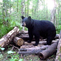 BLACK BEAR