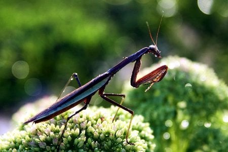 PREYING-MANTIS - preying-mantis, flower, meal, trees