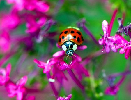 LADYBUG - flower, pink, green, ladybug