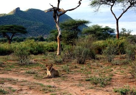 AFRICAN LION - bush, trees, african lion, africa