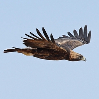 Golden Eagle