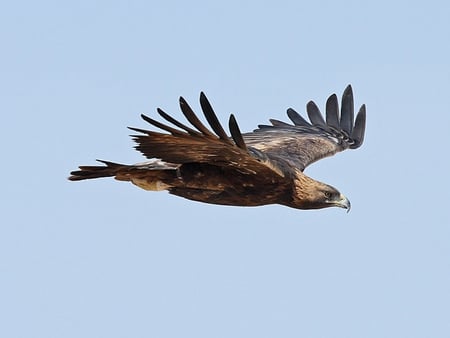 Golden Eagle - bird, eagle, predator, prey, golden