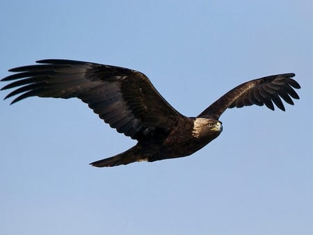 Golden Eagle - predator, eagle, bird, prey, golden