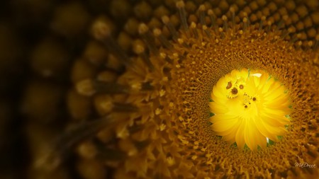 Sunflowers Center - abstract, fall, autumn, firefox persona, widescreen, flower