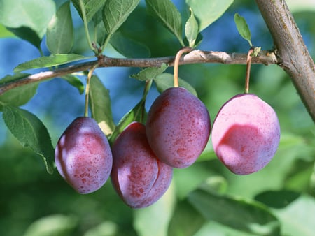 Plum-tree - plums, ripe, fruits, tree