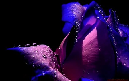 rose - rose, flower, purple, blue