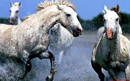 ferocity - horses, white, landscape, animals