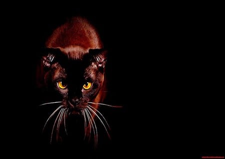 Out of the darkness - yellow eyes, brown, cat, black background, short hair