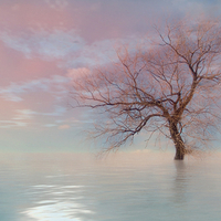 Tree in water