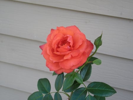 A Single Rose with Rosebud - garden, rose, beauty, rosebud, natural