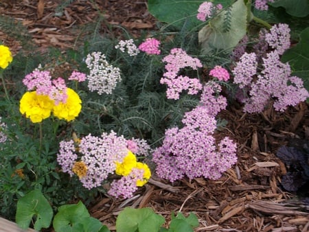 Lavender Yarrow and Marigold - flowers, lavender yarrow, garden, marigold