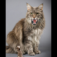 Hybrid Cat