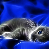 Irridescent Kitty