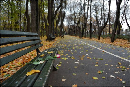 i will wait for you - fall, romantic, autumn day, rose, bench, leaves