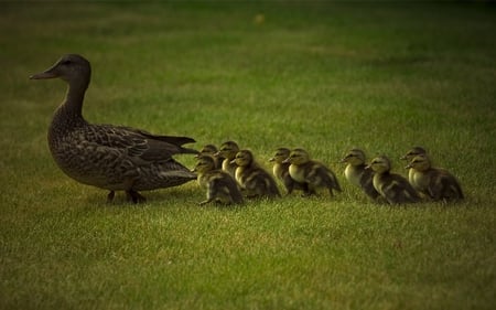 Out for a Stroll - ducklings, young, ducks, mother, cute, grass