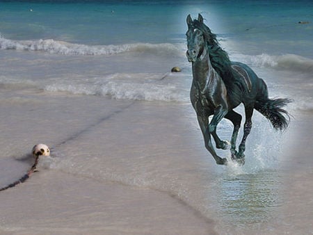 Black Beauty - beach, horse running, black stallion, sea, beauty, sand, horse