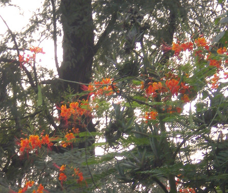 Flowering plant - plant, flowering, nature, flowers