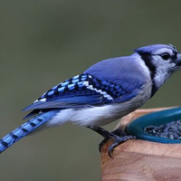 Blue Jay