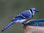 Blue Jay