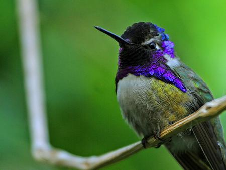 Hummingbird - hummingbird, animal, bird, tree limb