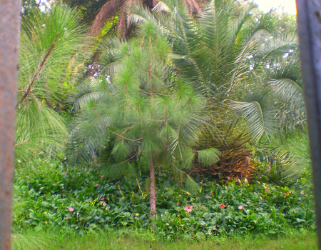 Park view - nature, park, view, flowers