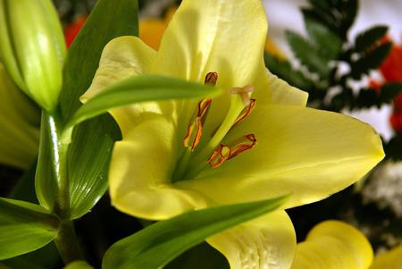 Flower - flowers, yellow, petals, nature