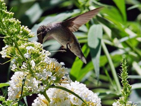 Hummingbird - animal, bird, flower, hummingbird