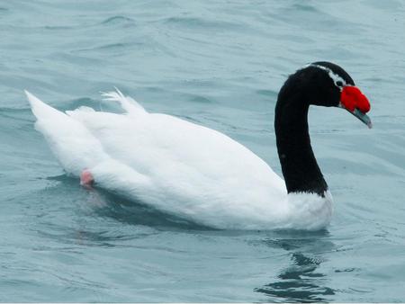 Swan - animal, swan, water, bird