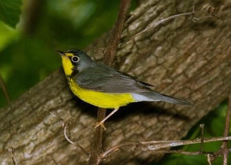 Bird - tree, animal, bird, branch