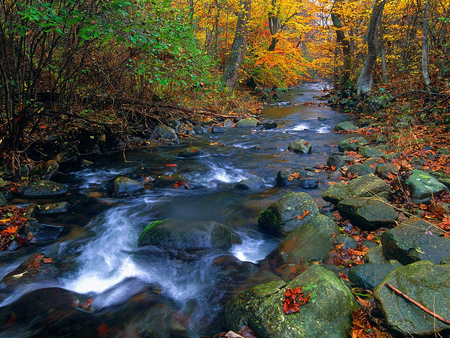 Creek - panorama, colorful, white, wood, amazing, yellow, cool, paysage, roots, trunks, branches, landscape, multi-coloured, wallpaper, scenario, maroon, nature, beautiful, photoshop, seasons, leaves, stones, nice, autumn, trees, photography, water, leaf, black, rocks, brown, multicolor, orange, green, rivers, desktop, scene, fullscreen, rapids, paisagem, background, forests, moss, paisage, plants, foam, colours, creeks, red, blue, scenery, grove, awesome, colors, photo, gray, natural