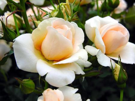 Roses - roses, flower, nature, peach