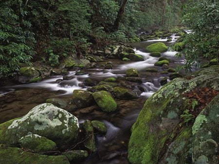 the greene woods - woods, trees, river, water, rocks