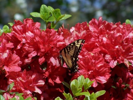 Butterfly on the Azialea - color, butterfly, flowers, red