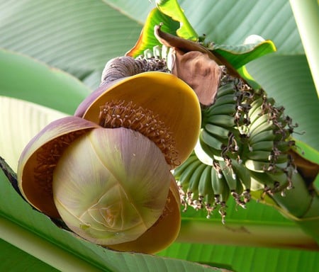 Banana - fruits, banana, flower, beauty