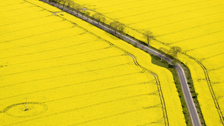 Yellow Fields - trees, yellow, road, yellow fields