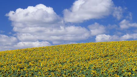 Sunflower Field - skies, clouds, sunflowers, blue