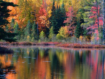 forests in the fall by the lake - fall, forests, trees, nature, lake, woods