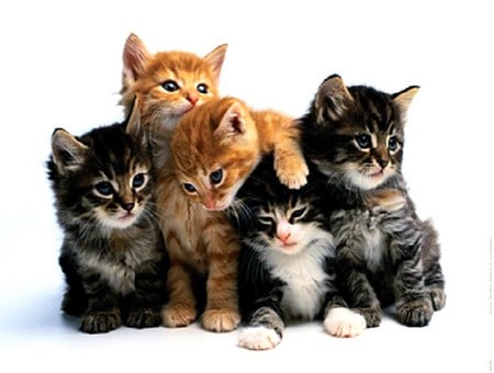 These are my buddies - brown, sweet, black, grey, white, kittens, orange and white, friends, young, blue eyes