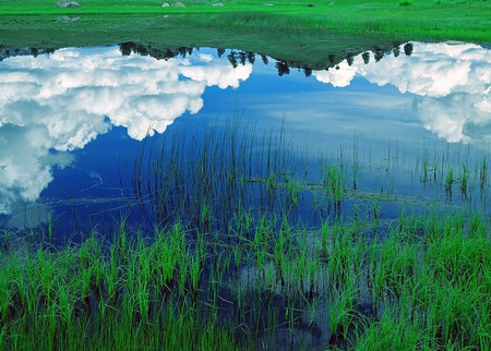 Sky Water - effects, colorful, grasslands, lagoons, white, reflections, lakes, amazing, cool, reflected, roots, afternoon, grass, trunks, laguna, branches, multi-coloured, wallpaper, swell, nature, beautiful, mirror, leaves, stones, beauty, special, nice, sky, trees, photography, water, leaf, wonderful, multicolor, clouds, green, rivers, desktop, fullscreen, morning, background, day, plants, colours, blue, awesome, colors, photo, natural