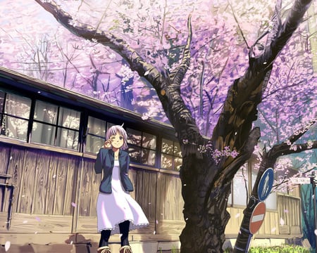 Under the tree - girl, anime, sakura, tree