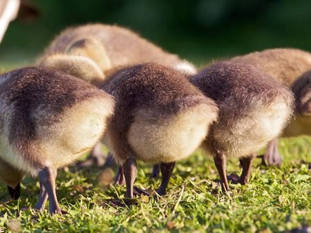 funny - fluffy, gosling, ducks, funny