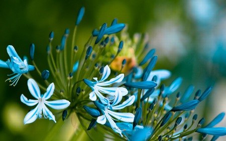 blue - love, natur, flowers, blue