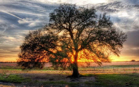 Sunrise - sky, trees, landscape, peaceful, colorful, field, nature, beautiful, clouds, tree, colors, grass